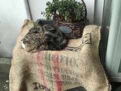 -参差咖啡(水果湖公园店)