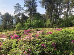 -南山植物园