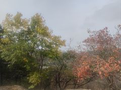 -北京西山国家森林公园