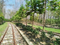 -合肥滨湖国家森林公园