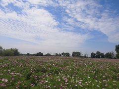 -西京湾花海