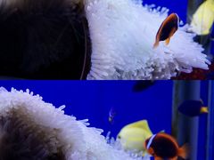 -海合安武汉极地海洋公园