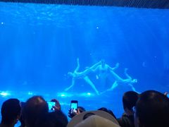 景点&nbsp;美人鱼表演-华夏文旅海洋公园