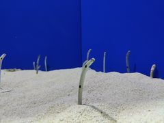 -上海海洋水族馆