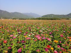 -北京索菲亚花海影视基地