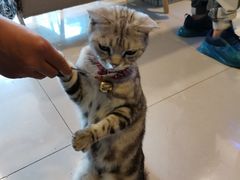 -平行世界·猫咖(首经贸店)