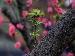 -南国桃园旅游度假区