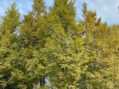 -白鹭湾湿地公园