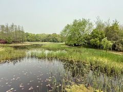-长广溪湿地公园