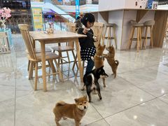 -柴犬小屋·柴餐厅·狗咖食堂(金鼎广场店)
