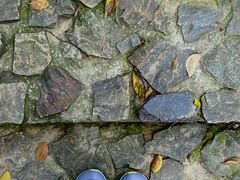 -上海佘山国家森林公园天马山园