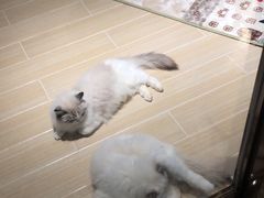 -momokira米努特·德文卷毛猫·棉花面纱犬