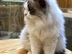 -藏猫猫咖啡主题馆(中央大道店)