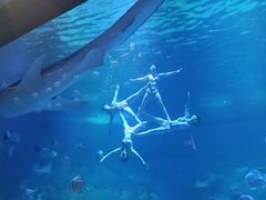 -烟台海昌鲸鲨海洋公园