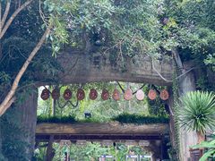 -西双版纳原始森林公园