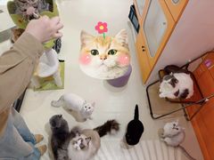 -三花喵·撸猫购宠·宠物生活馆(虹桥南丰城店)