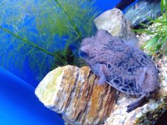 -上海海洋水族馆