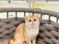 -lincat·猫舍(广州店)