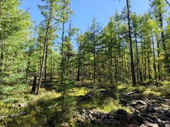 -莫尔道嘎国家森林公园