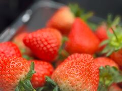 -极致味道动物奶油生日蛋糕(时尚店)