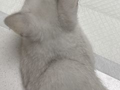 -瑞鹏宠物医院·眼科·皮肤·中兽医(大悦城分院)