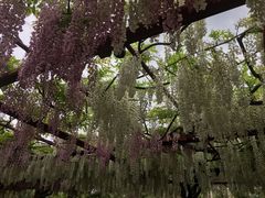 -嘉定紫藤园