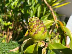 -中国科学院西双版纳热带植物园