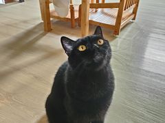 -豆逗聊愈猫阁Easy Life