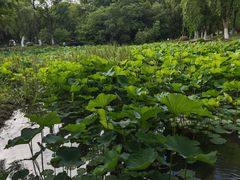 -新洲生态园