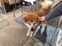 iphone_upload_pic-东浩兰生上海世博展览馆