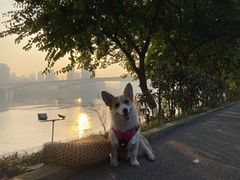 -重庆市江北嘴中央商务区中央公园