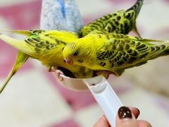 -上海大自然野生昆虫馆(东方明珠·爬宠昆虫探索中心)