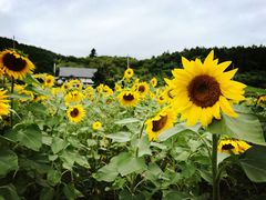 -富田农场