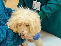 -瑞派康怡24h宠物医院·犬猫医疗中心·微创绝育(瑞景分院)