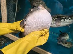 -天正河鲀·河豚亭(大连店)