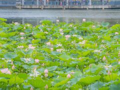 -荔湾湖公园