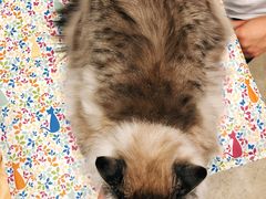 -熊小胖宠物生活馆(天华园店)