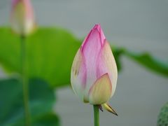 -苏家围·东江画廊旅游景区