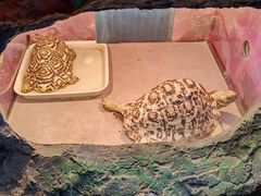 -上海大自然野生昆虫馆(东方明珠·爬宠昆虫探索中心)