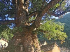 -杨家堂村