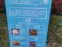 -高东镇樱花园