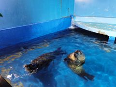 -太平洋海底世界