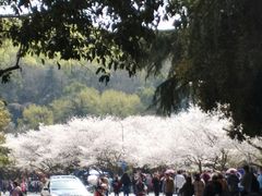 -武汉大学-樱园