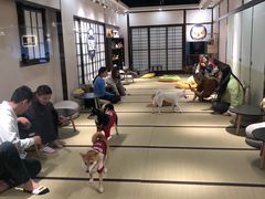 -逗柴咖啡屋·狗咖猫咖宠物桌游