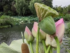 -东台西溪天仙缘景区