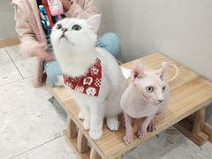 -飞行喵MR PILOT|猫舍·猫咖(静安大融城店)