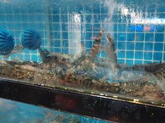 -四川小胡子海鲜(丁村万人海鲜广场店)