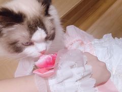 -滚猫咖啡·猫咖·猫友好撸猫(未来城店)