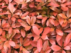 -白塘生态植物园