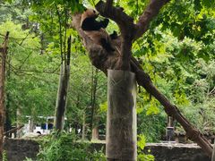 -都江堰中华大熊猫苑